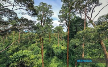 Hutan bukan untuk hasilkan kayu balak semata-mata – KM Sabah