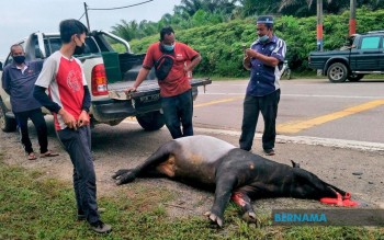 Kemalangan jalan raya ancam populasi tapir, 92 Tapir Malaya dilaporkan mati
