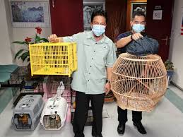 Perhilitan Perak rampas 18 ekor burung bernilai RM65,000